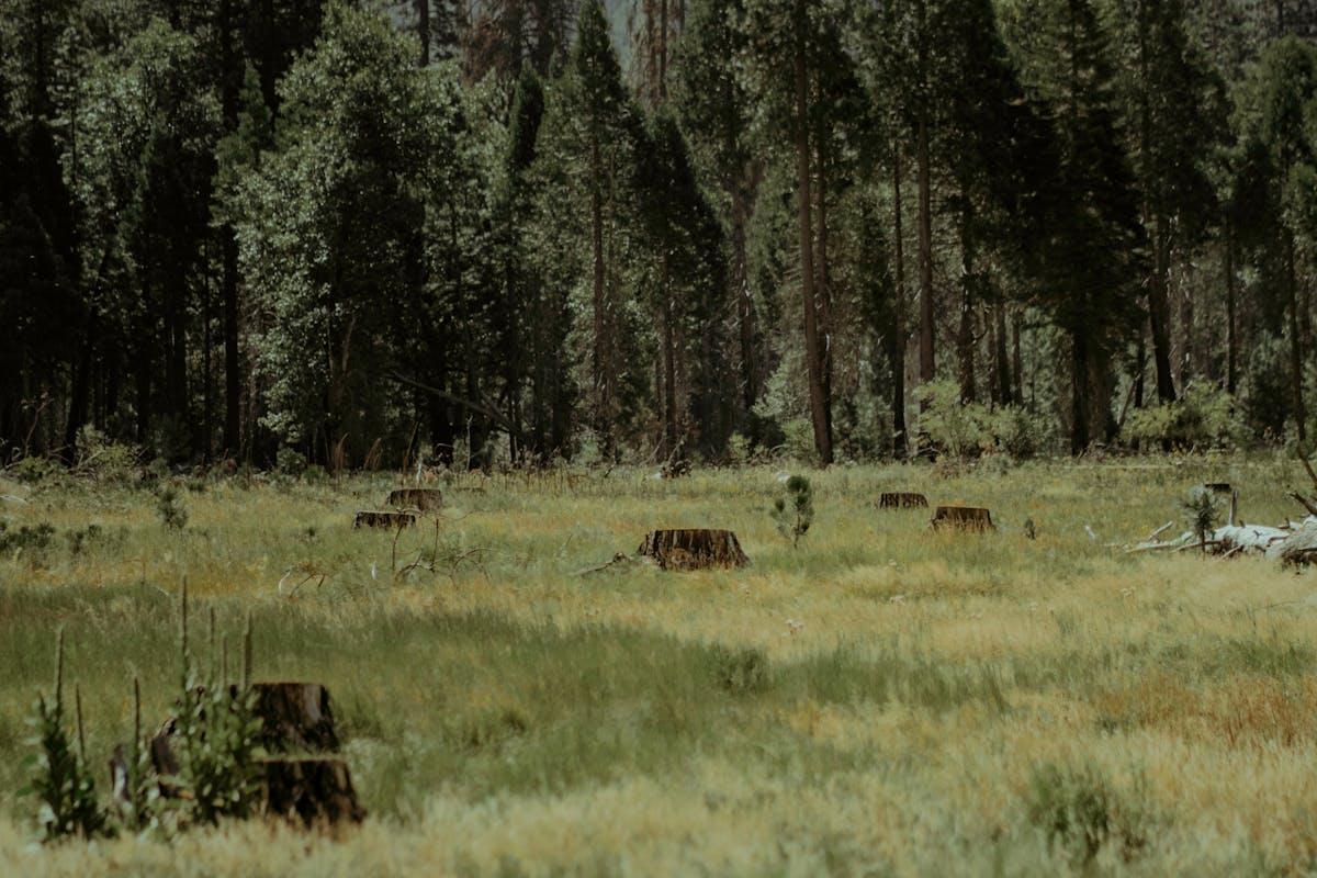 Environmental Impact